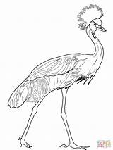 Crane Crowned Coloring Drawing Pages Sandhill Printable Cranes Color Getdrawings sketch template