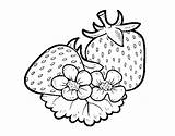 Fragole Morangos Grandi Morango Desenhos Strawberry Fragola Fresones Dibuixos Dibuix Acolore Strawberries Frutta sketch template