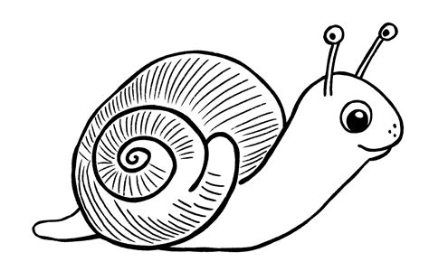 snail drawing  easy steps  graphics fairy