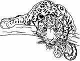 Coloring Léopard Getdrawings Authentique Leopards Rapide sketch template
