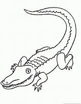Alligator Coloring sketch template