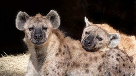 spotted hyenas  smart social  ruled  females mystical raven