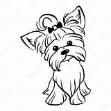 Yorkie Teacup Coloring Pages Template Terrier Yorkshire Vector sketch template