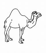 Camel Clipartmag sketch template