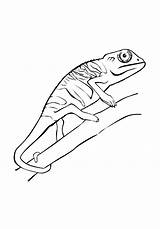 Chameleon Coloring Pages Tree Template Climb Carle Eric sketch template
