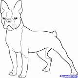 Terrier Boston Coloring Pages French Bulldog Printable Dog Color Drawing Draw Print Dogs Cairn Clipart Puppy Terriers Template Highland West sketch template