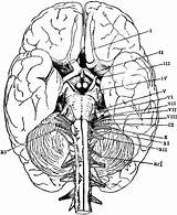 Brain Anatomy Anatomie Physiology Human Biologie Cranial Nerves Ausmalbild Sketch Galery Greys Kostenlos Du Q1 sketch template
