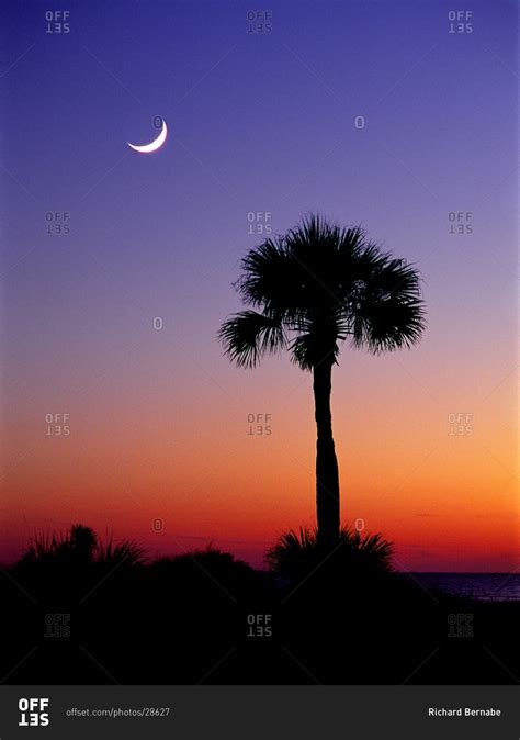 palmetto  crescent moon edisto island south carolina stock photo