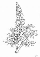 Lupine Flower Drawing Coloring Flowers Drawings Draw Tattoo Line Stem Sketches Sketch Botanical Designlooter Floral Plant Vines Step Choose Board sketch template