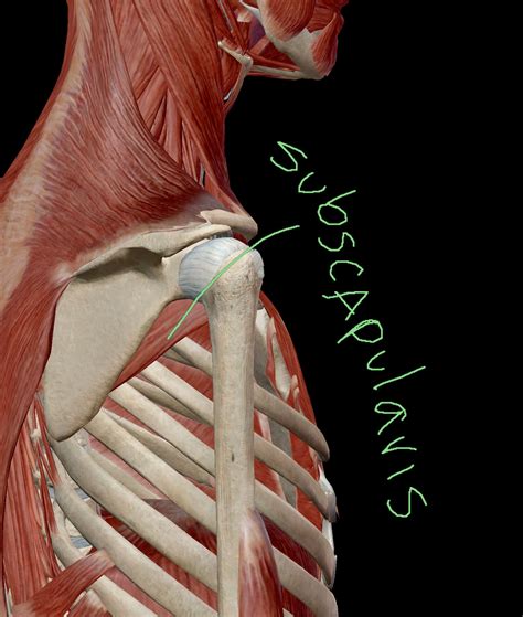 subscapularis  armpit muscle