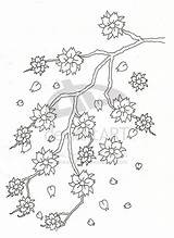 Cherry Blossom Coloring Pages Tree Drawing Tattoo Flower Trees Outline Beautiful Visit Ziyaret Et sketch template