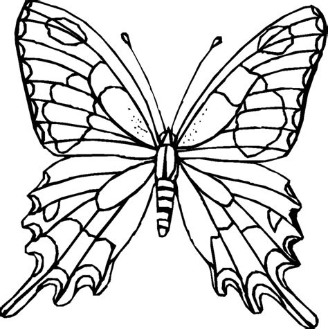 outline   butterfly    clipartmag