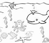 Coloring Pages Leopard Seal Getcolorings Lion Sea sketch template