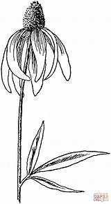 Coneflower Prairie Flower Coloring Pinnata Drawing Ratibida Pinnate Cone Drawings Line Clipart Flowers Pages Coneflowers Printable Supercoloring Sketches Wild Rose sketch template