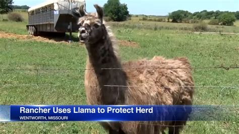 llama scares coyotes thieves   ranchers cattle abc chicago