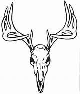 Deer Skull Drawing Tattoo Buck Clipart Coloring Designs Antlers Pages Outline Head Tattoos Stencil Face Antler Simple Drawings Clip Skulls sketch template