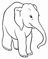 Colorear Elefante Elephant Elefantes Colouring sketch template