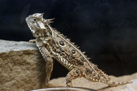 texana thursday        texas horned lizards