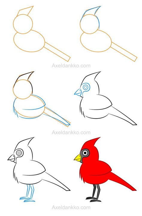 draw  cardinal comment dessiner  cardinal art drawings