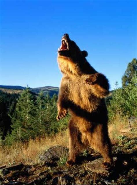 angry bear standing funny collection world