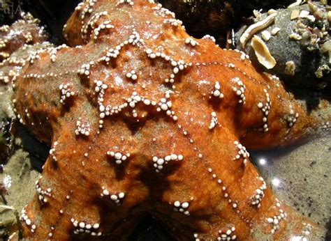 starfish orange starfish surprisingly firm jonathan inguen flickr