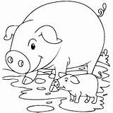 Pig Mud Coloring Pages Piglet Printable Pigs Color Top 230px 28kb sketch template