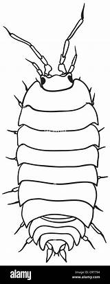 Woodlouse Monochrome Drawing Common Simple Stock Alamy Illustration Coloring Vector Shutterstock sketch template