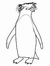 Pinguin Rockhopper Gentoo Mewarnai Marimewarnai Kidsplaycolor sketch template