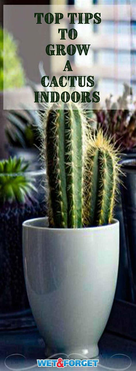 wet forget  sticklers guide  growing  cactus