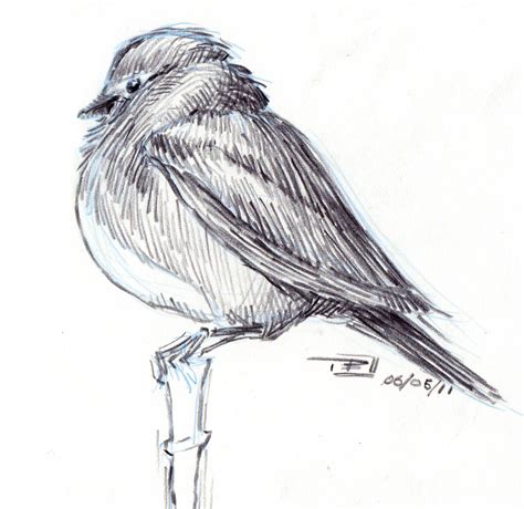 niklas  andersen bird sketches