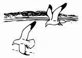 Coloring Gulls Herring Birds Bay Large Edupics Site sketch template