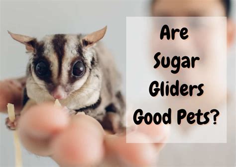 sugar gliders  good pets beginners guide  pet savvy