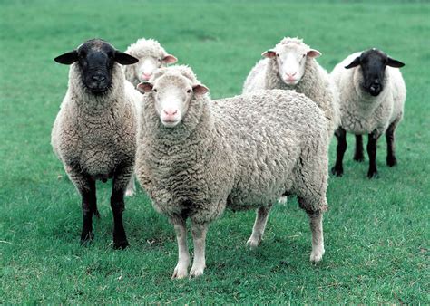 des moutons pour desherber les parcelles de sapin