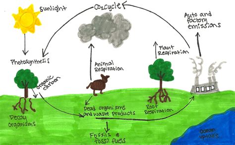 carbon cycle drawing  paintingvalleycom explore collection