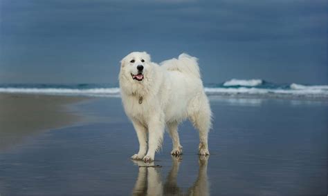 discover    popular large white dog breeds   animals