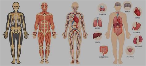 anatomy lasucomedung