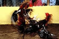 peleas de perros  gallos eco maltrato animal