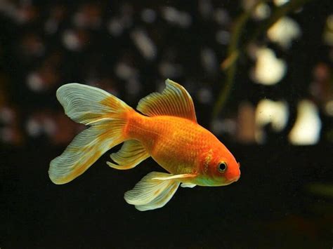 goldfish interesting  surprising facts   popular pet owlcation