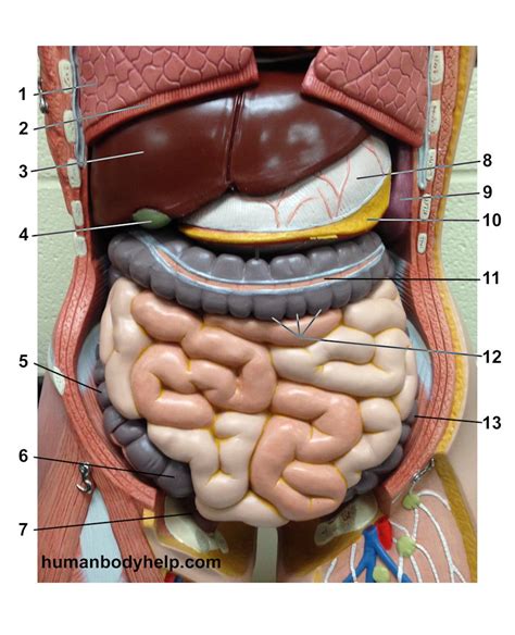 torso digestive superficial human body