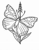 Colorat Desene Fluturi Planse Fluturas Sfatulmamicilor Floare sketch template