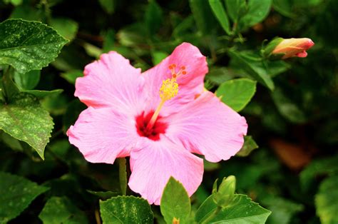 hawaiian flower hawaiian flowers hana natural beauty rose nature plants pink naturaleza