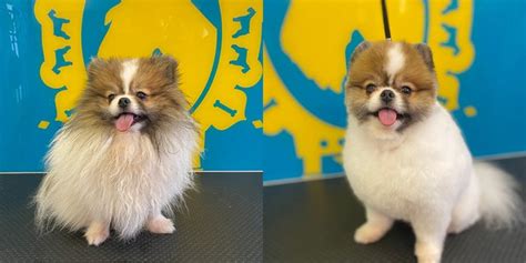 adorable dogs finally  haircuts  businesses reopen  england