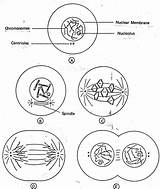 Cell Drawing Worksheet Cycle Mitosis Division Diagram Labeled Animal Reproduction Types Meiosis Membrane Project Regulating Drawings Getdrawings Figure Answers Elegant sketch template