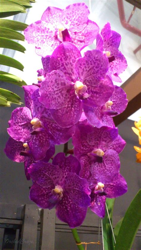 asco somsri blue classic x vanda dr anek orquídeas vanda flores e flores maravilhosas