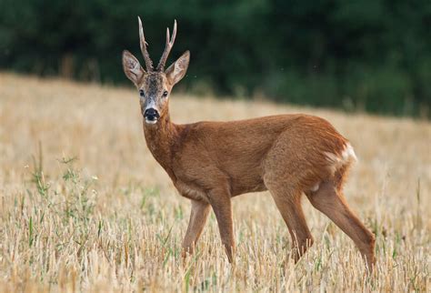 roe deer habitat diet adaptations britannica