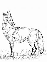 Coyote sketch template