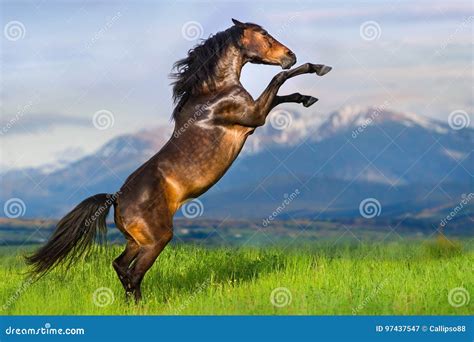 horse rearing  stock image image  long meadow ranch