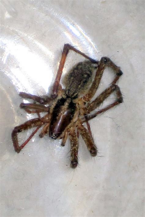 polymath  large   recluse spider