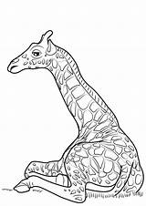 Giraffa Stampare Pianetabambini Singolarmente sketch template