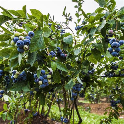 preparing  plant blueberries  bibb voice